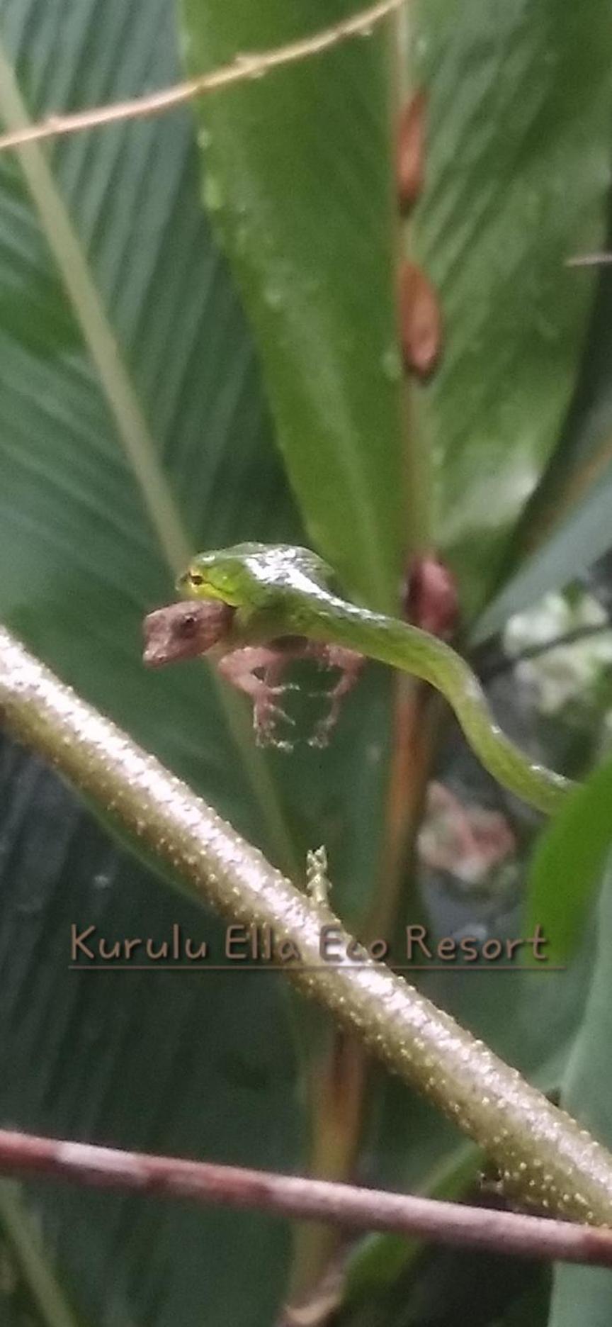 Sinharaja Kurulu Ella Eco Resort Deniyaya Exterior foto