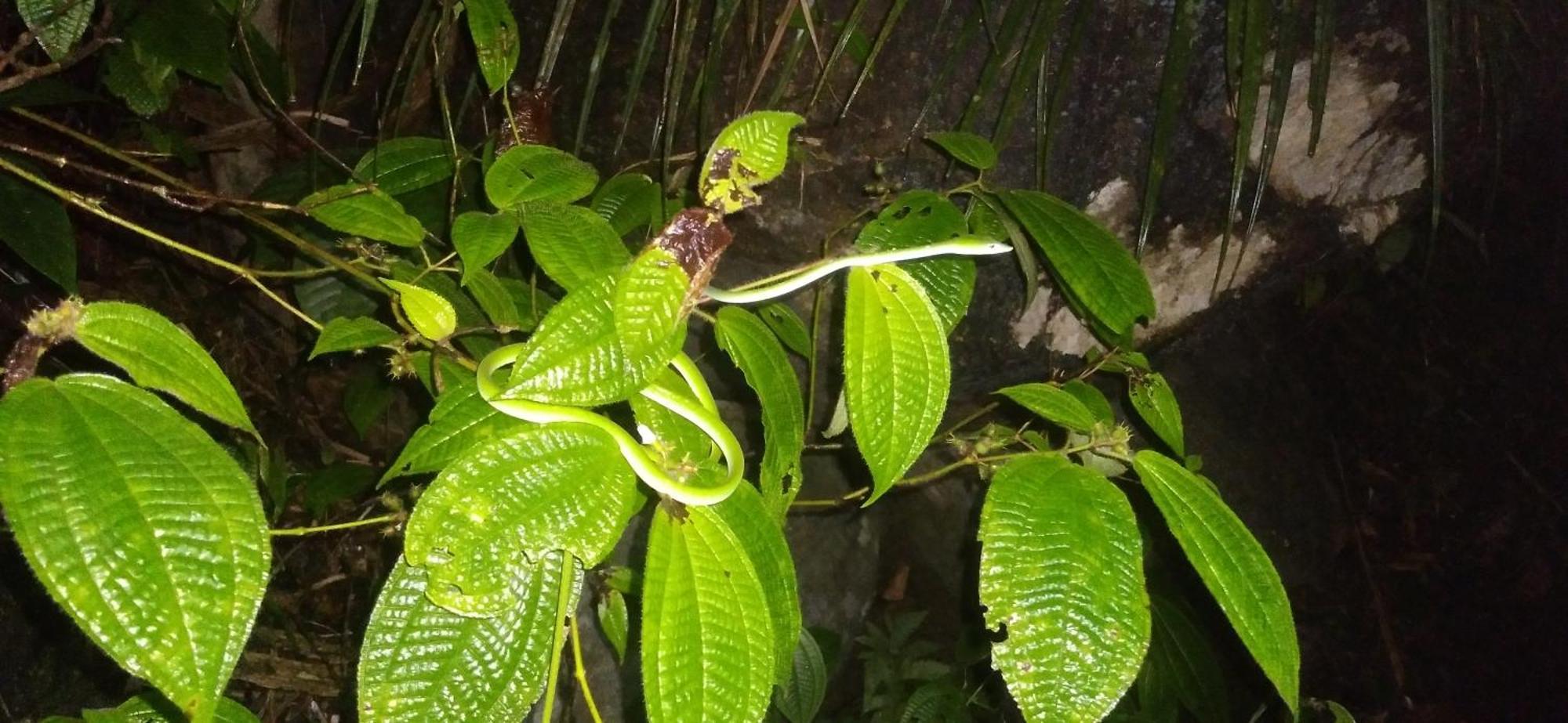 Sinharaja Kurulu Ella Eco Resort Deniyaya Exterior foto