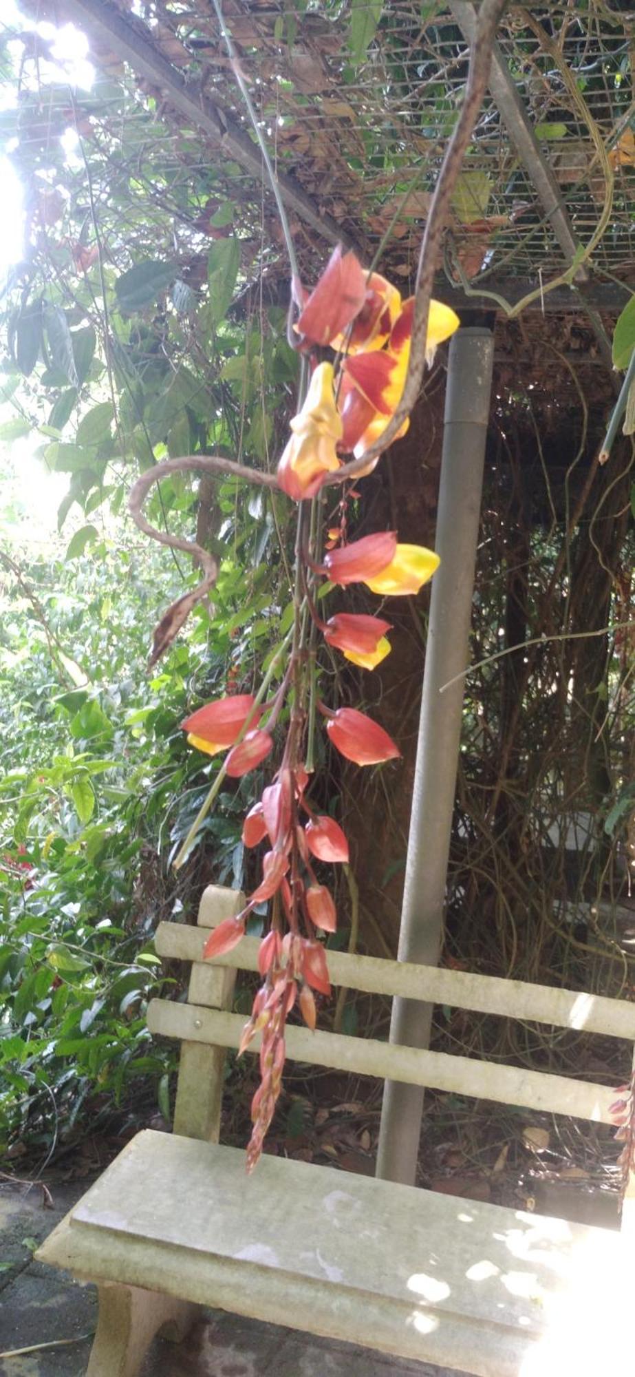 Sinharaja Kurulu Ella Eco Resort Deniyaya Exterior foto