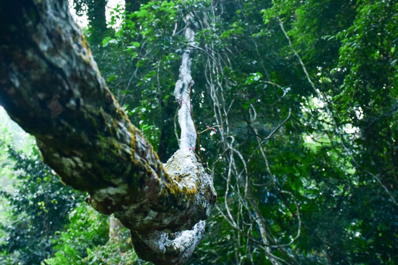 Sinharaja Kurulu Ella Eco Resort Deniyaya Exterior foto