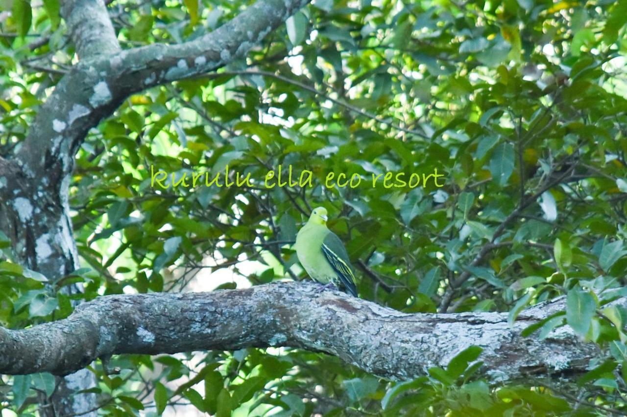 Sinharaja Kurulu Ella Eco Resort Deniyaya Exterior foto